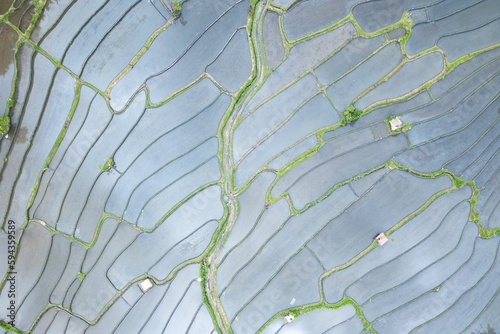 Photography Drone photograph of rice fields in Asia