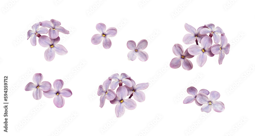 Set of small lilac flowers isolated on white or transparent background