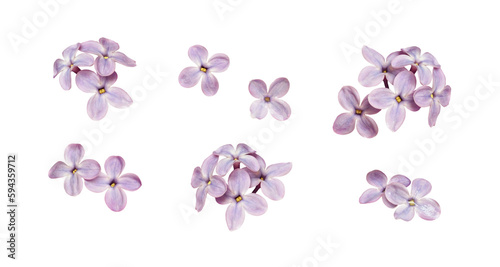 Fotografie, Obraz Set of small lilac flowers isolated on white or transparent background