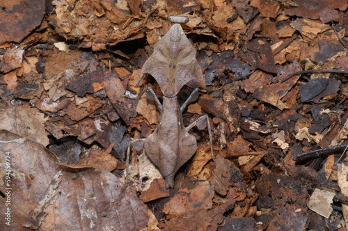 Dead leaf mantis ( Deroplatys desiccata ) closeup