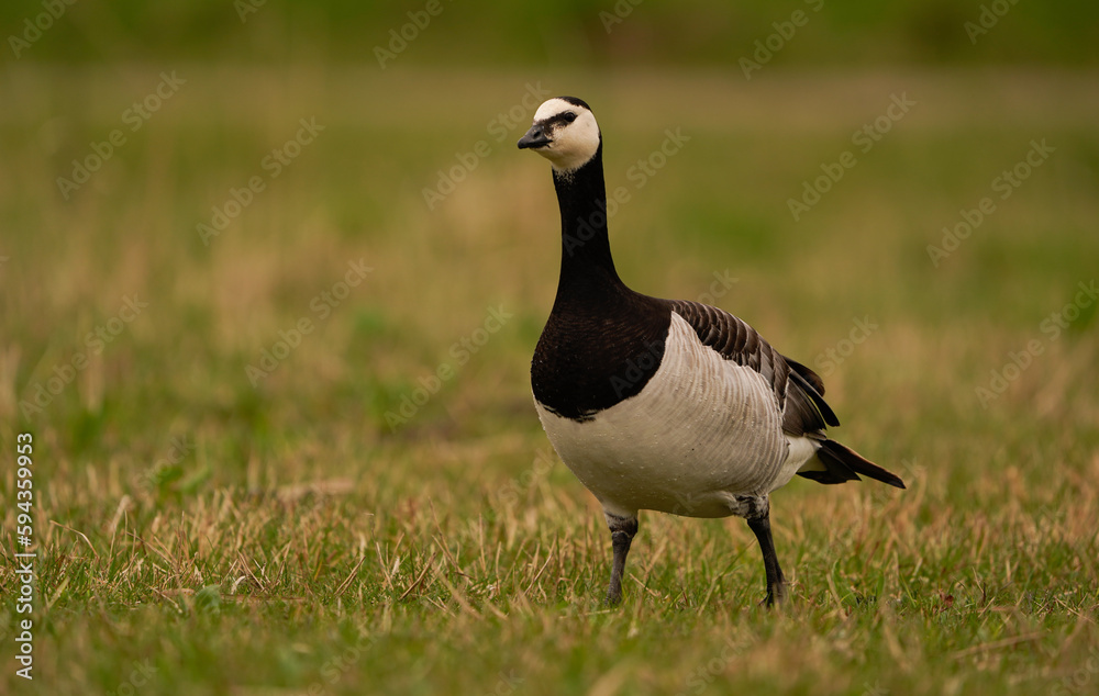 A barnacle goose (Branta leucopsis) walking in a meadow A barnacle goose (Branta leucopsis) walking in a meadow
