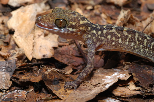 Cyrtodactylus peguensis  Spotted bent-toed gecko closeup