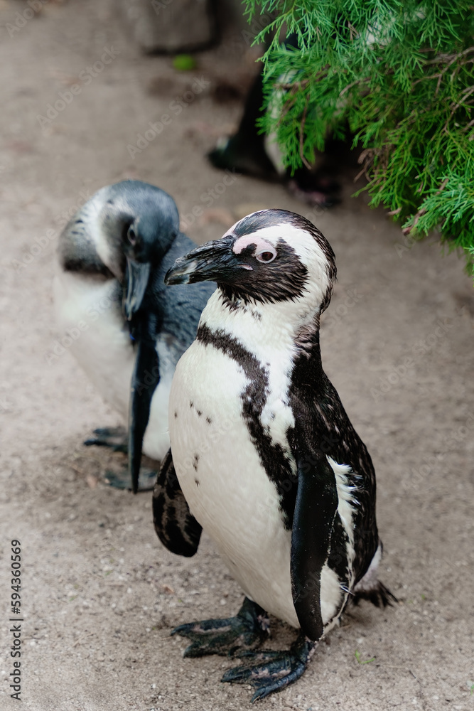 Fototapeta premium Cute African penguin on the coastline.