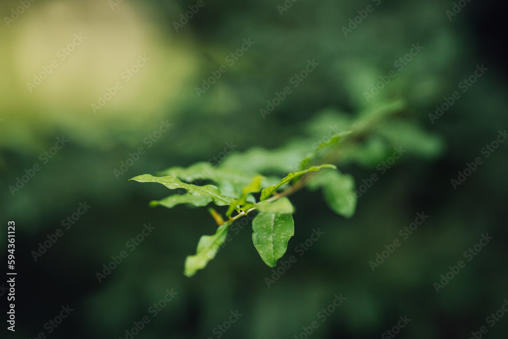 Shallow focus close up of green leaves over a green background Shallow focus close up of green leaves over a green background