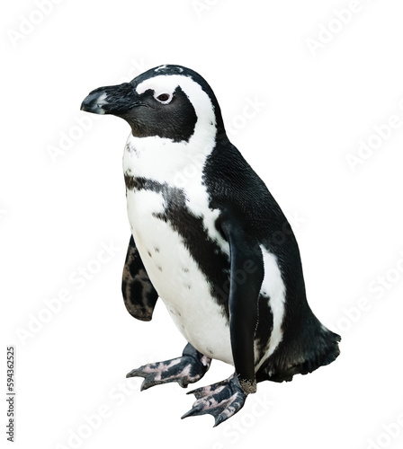 Isolated Cute African penguin, png