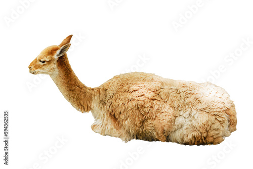 Isolated furry Lama vicugna is resting, png