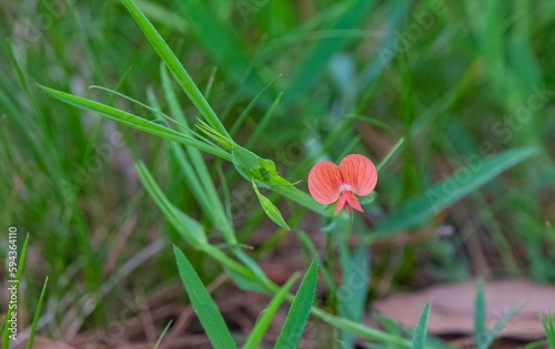 Lathyrus cicera is a wild pea species known by the common names red pea, red vetch and flatpod pea. It is native to Europe, North Africa, and the Middle East. photo