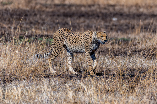 Wild cheetah in serengeti national park