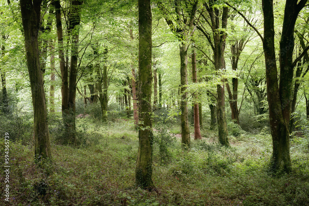 Fototapeta premium idless green spring woodland Cornwall UK near truro 