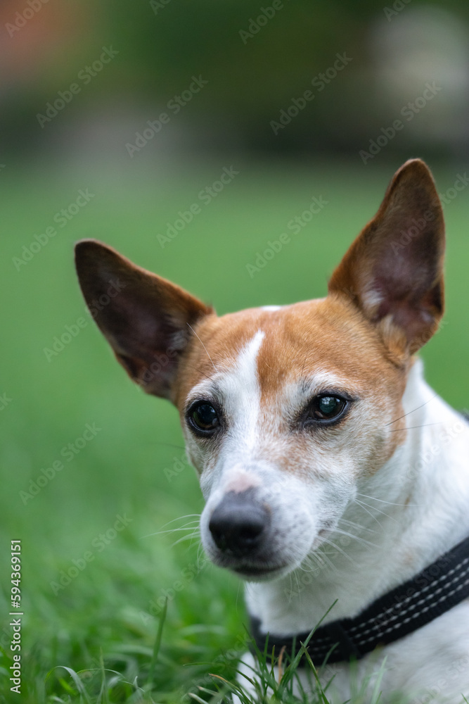 Jack Russel 