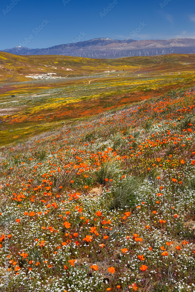 Φωτογραφία Field of Golden poppy flowers in Antelope Valley, California.