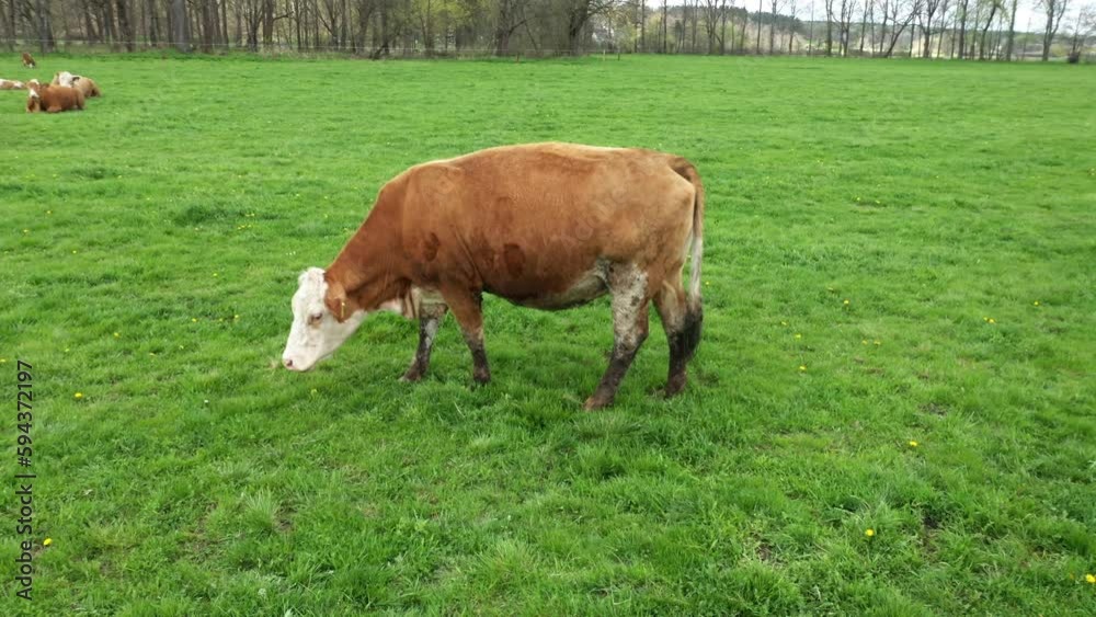 Cows grazing on green pastures. Beef cattle is a source of greenhouse gas methane CH4. European agriculture must reduce emissions in the fight against climate change. Cows grazing on green pastures. Beef cattle is a source of greenhouse gas methane CH4. European agriculture must reduce emissions in the fight against climate change.