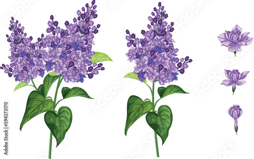 Lilac and purple lilac flower in botanical classic pattern. wedding invitation, card with lilac. Spring flowers. Delicate fragrant branch of purple lilac. Vector illustration. Isolated 