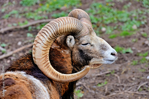 Widder des Europäischen Mufflons (Ovis gmelini musimon) photo