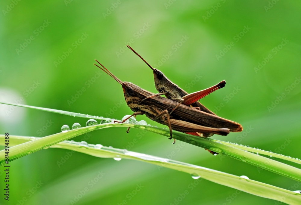 grasshopper on a leaf grasshopper on a leaf