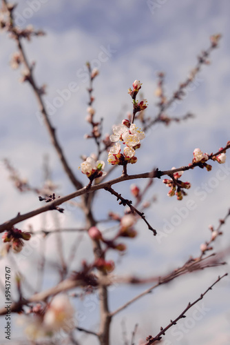 A branch with flowers on a fruit tree in the garden. Flowering in spring. Background with bokeh. Flowering photo from life