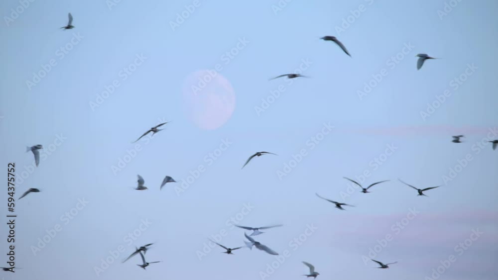 Arctic Tern kria flock birds swarming in front of rising moon, Iceland