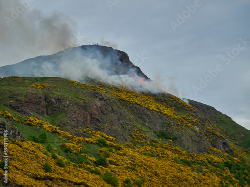 yellow gorse burning in a bush fire on arthurs seat.