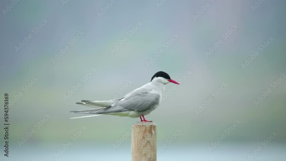 Arctic tern kria close up landing on wooden post Iceland summer Arctic tern kria close up landing on wooden post Iceland summer