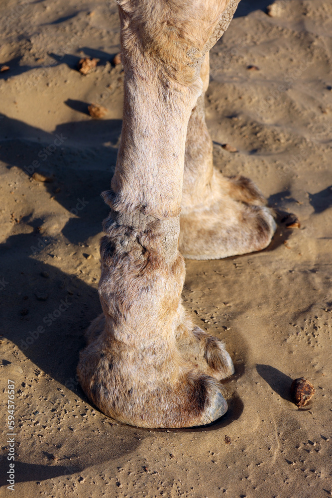 Camel, feet while waiting for tourists for camel ride at Thar desert