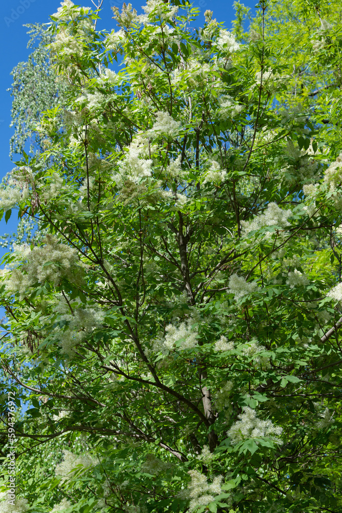 Fototapeta premium View of fraxinus ornus tree in flower in spring in a botanical garden in Madrid, Spain, vertical