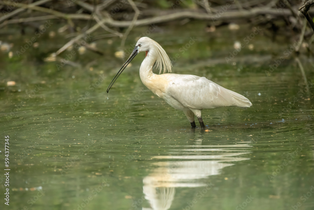 Eurasian spoonbill Eurasian spoonbill
