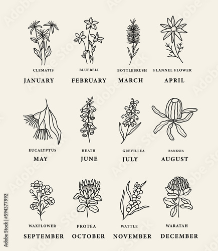 Line art Australian birth month flowers