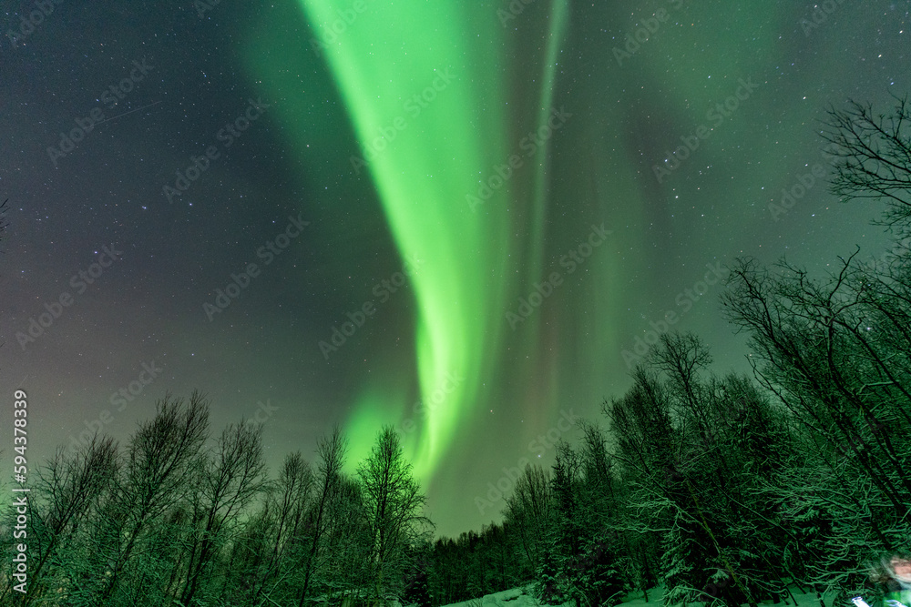 aurora aurora