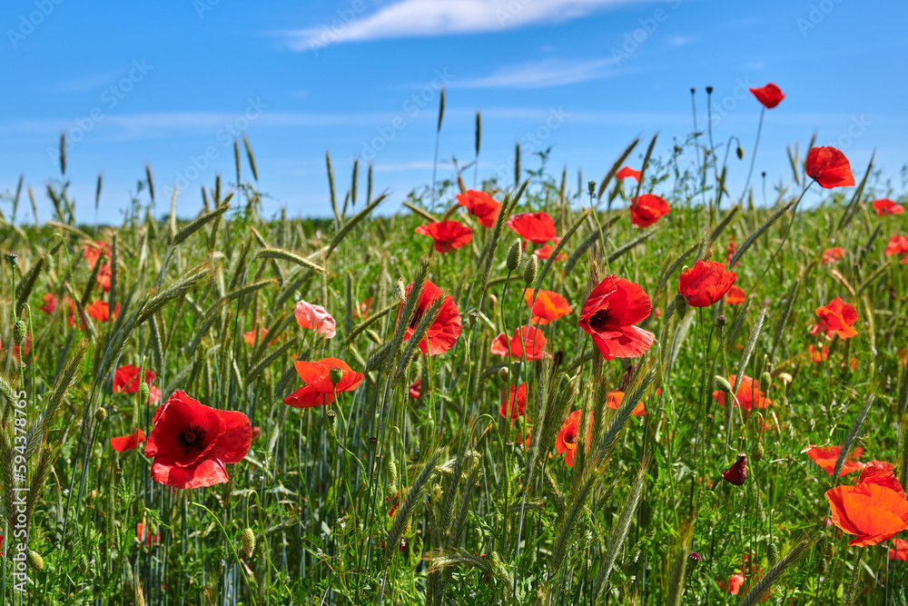 Obraz premium Wheat fields with poppies in early summer. A photo of poppies in the countryside in early summer.
