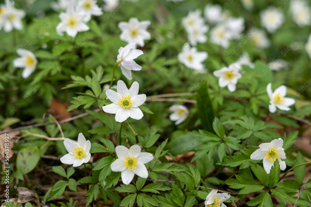 White flower of wood anemone (Anemonoides nemorosa or Anemone nemorosa) with green background White flower of wood anemone (Anemonoides nemorosa or Anemone nemorosa) with green background