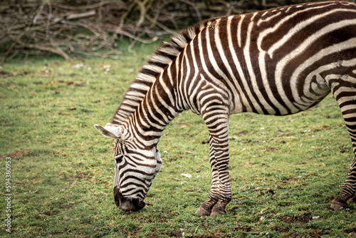 Zebra