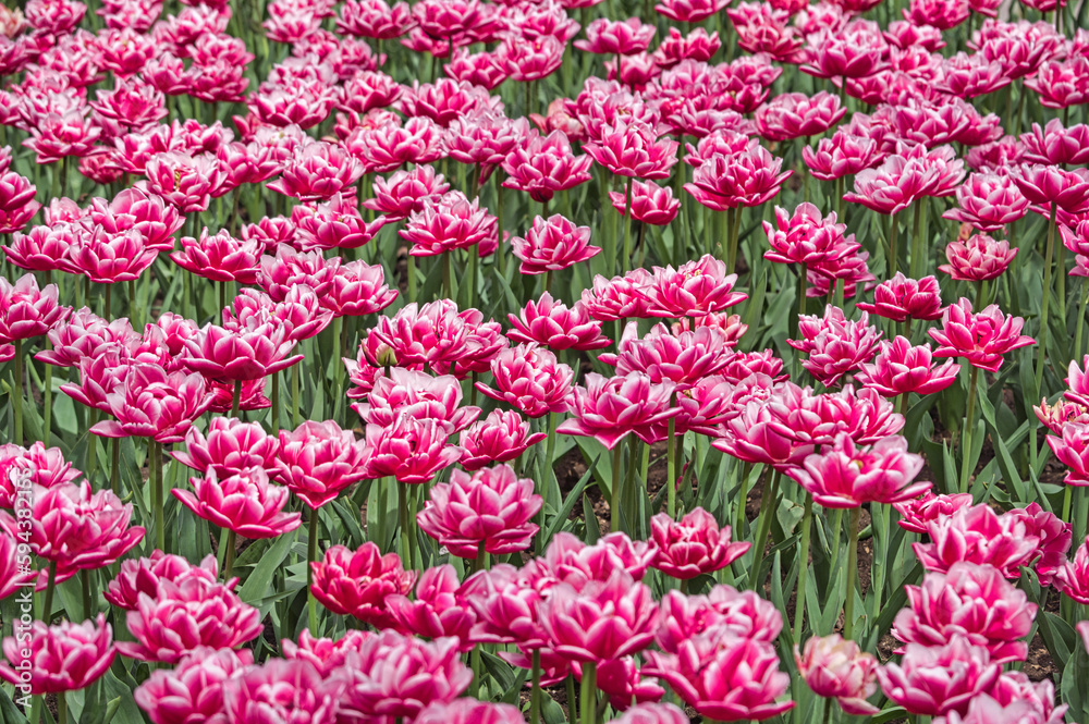 large pink Tulip