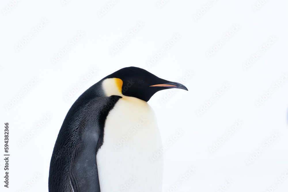 Fototapeta premium Emperor Penguins of Antarctica