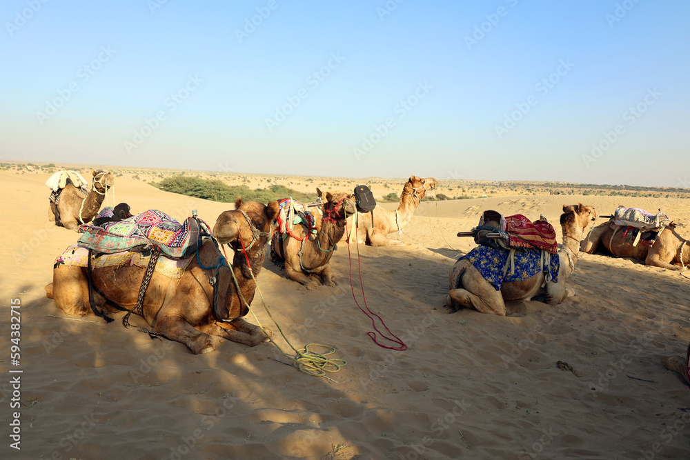Fototapeta premium Camel, face while waiting for tourists for camel ride at Thar desert, Rajasthan, India. Camels, Camelus dromedarius, are large desert animals who carry tourists on their backs.