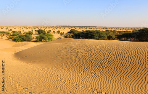 Thar desert Rajasthan India Sand desert under bluy sky at sunny day