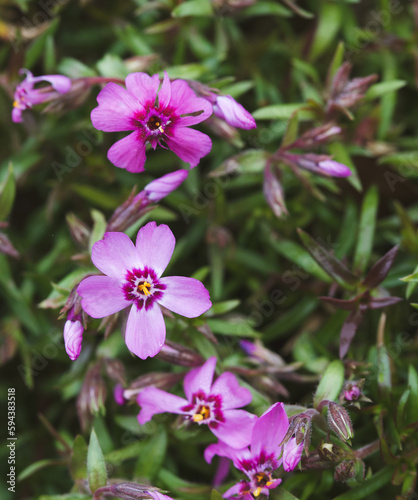 Beautiful close-up of phlox subulata