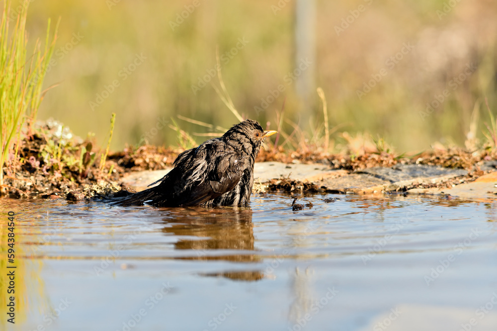 mirlo (Turdus merula) bañándose en el estanque del parque mirlo (Turdus merula) bañándose en el estanque del parque