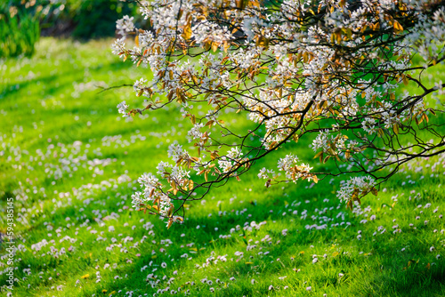 Blossoming Tree in Spring. Spring time in nature