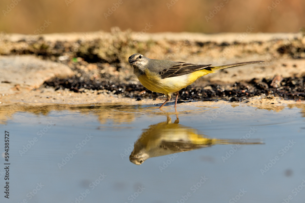 Obraz premium lavandera cascadeña (Motacilla cinerea) reflejada en el agua del estanque 