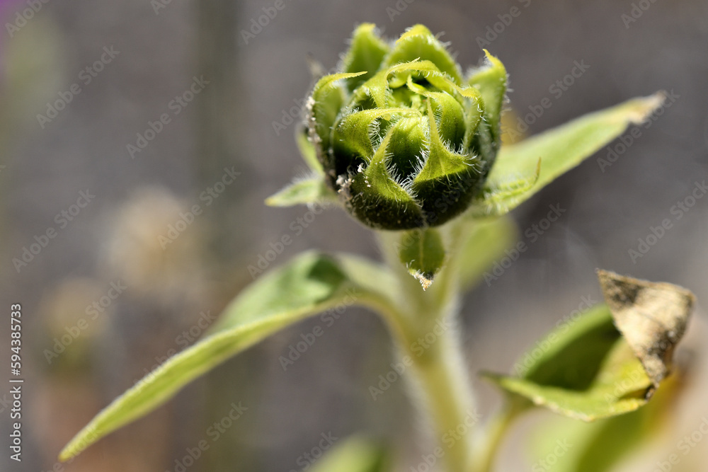 planta de girasol empezando a brotar planta de girasol empezando a brotar