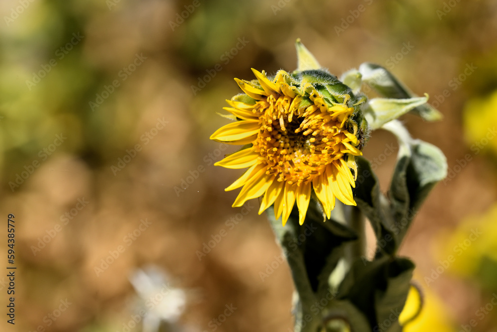 Naklejka premium guirasol pequeño y malformado por la sequia
