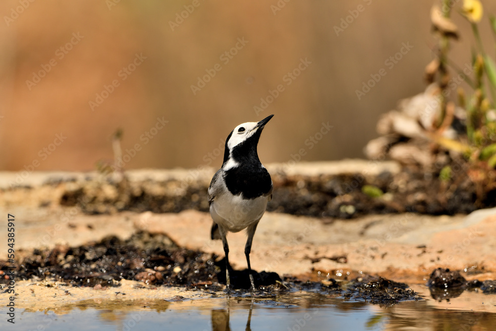 lavandera blanca o aguzanieves en el estanque del parque (Motacilla alba). Marbella Andalucía España lavandera blanca o aguzanieves en el estanque del parque (Motacilla alba). Marbella Andalucía España