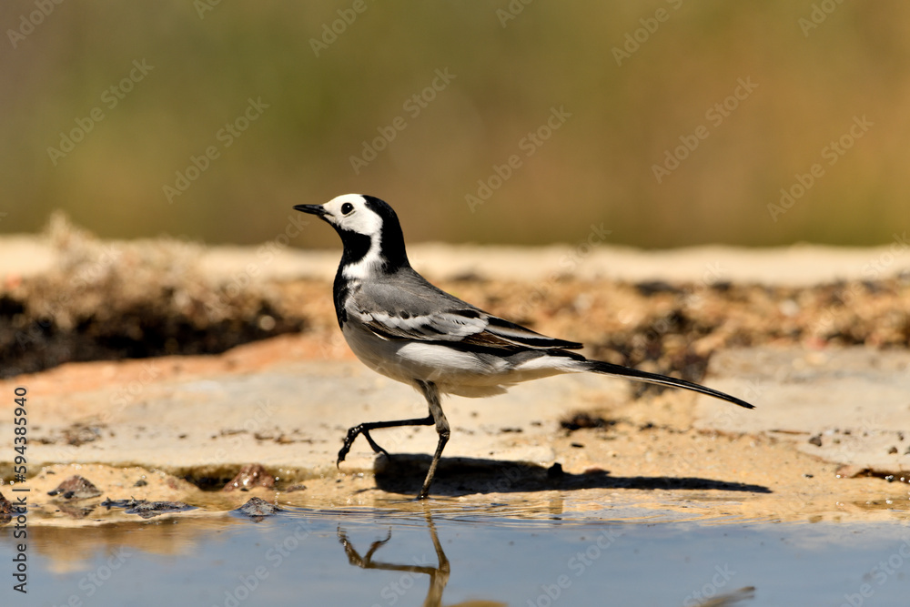 lavandera blanca o aguzanieves en el estanque del parque (Motacilla alba). Marbella Andalucía España lavandera blanca o aguzanieves en el estanque del parque (Motacilla alba). Marbella Andalucía España