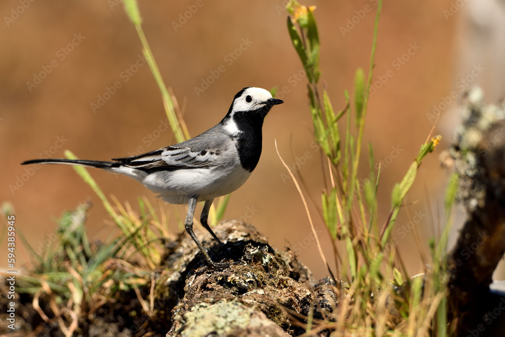 lavandera blanca​ o aguzanieves en el estanque del parque (Motacilla alba). Marbella Andalucía España