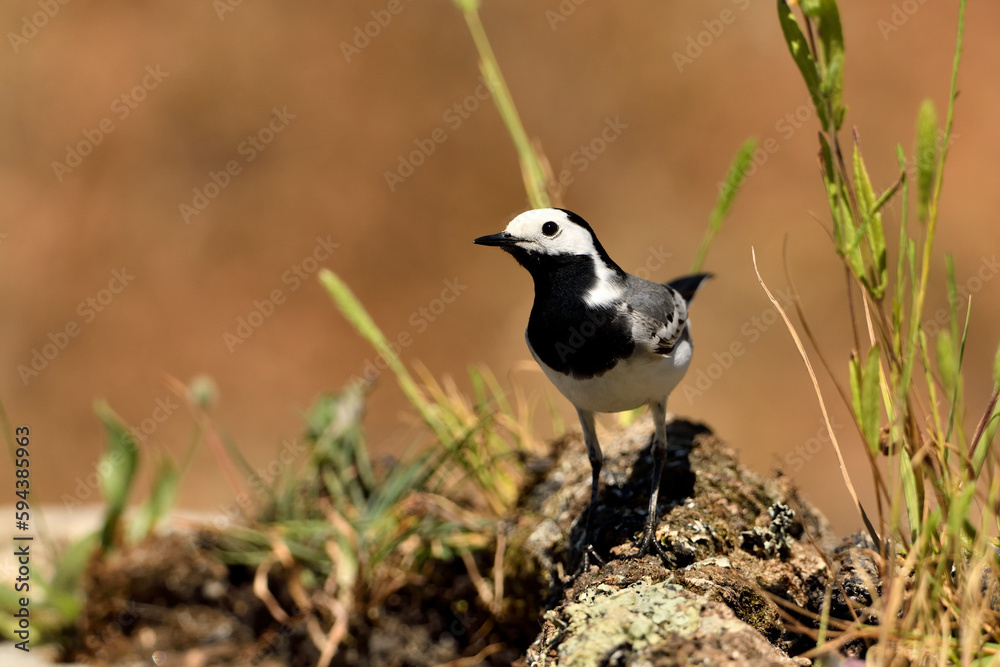 lavandera blanca o aguzanieves en el estanque del parque (Motacilla alba). Marbella Andalucía España lavandera blanca o aguzanieves en el estanque del parque (Motacilla alba). Marbella Andalucía España