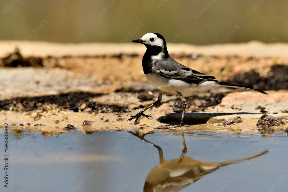 lavandera blanca o aguzanieves en el estanque del parque (Motacilla alba). Marbella Andalucía España lavandera blanca o aguzanieves en el estanque del parque (Motacilla alba). Marbella Andalucía España