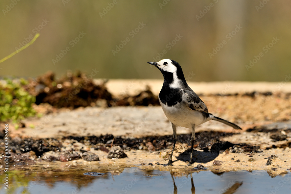 lavandera blanca o aguzanieves en el estanque del parque (Motacilla alba). Marbella Andalucía España lavandera blanca o aguzanieves en el estanque del parque (Motacilla alba). Marbella Andalucía España