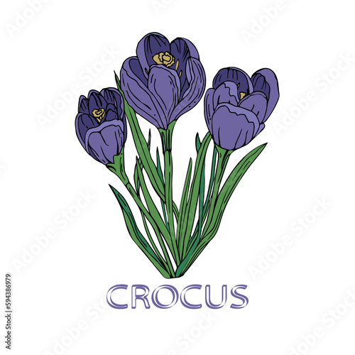 Sketch crocus with text on an isolated background