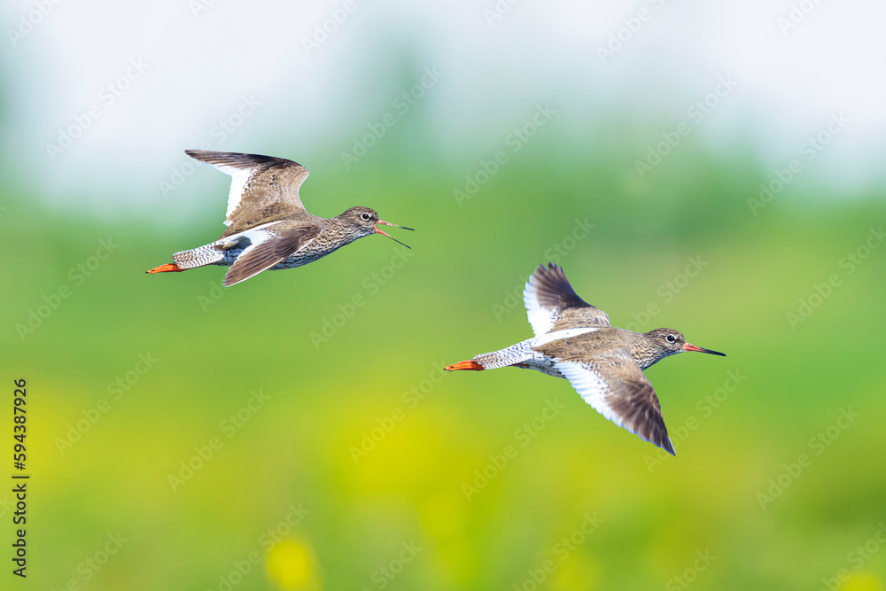 common redshank tringa totanus wader bird in flight common redshank tringa totanus wader bird in flight