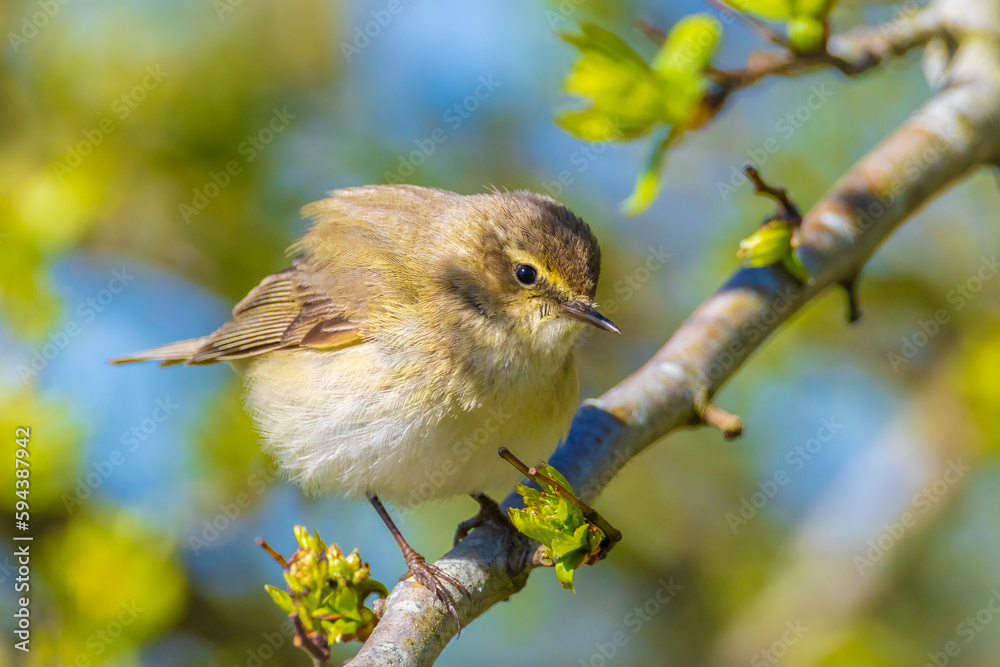 Obraz premium Common chiffchaff bird Phylloscopus collybita